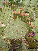 Opuntia Phaeacantha (var. Discata) (fam Cactacees) (Sud des USA) (02) (Photo F. Mrugala)